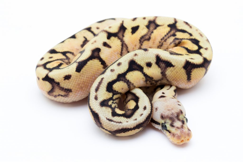 Bumblebee Yellowbelly Cinder Ball Python