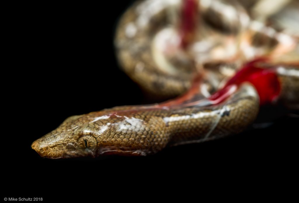 Baby Soloman Island Ground Boa - Candoia paulsoni