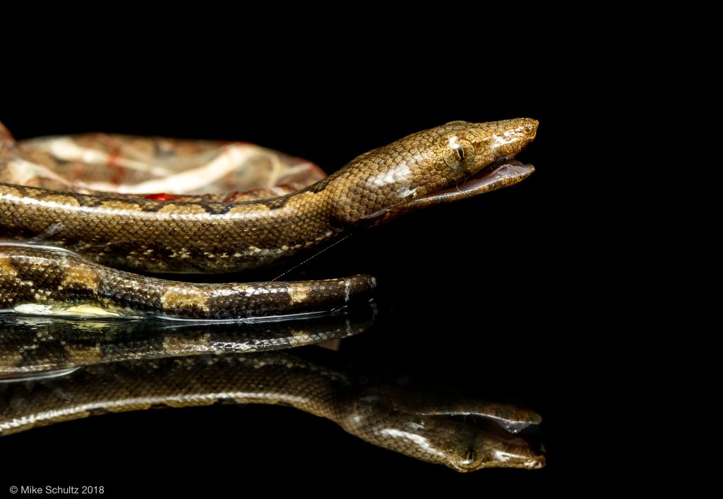 Baby Soloman Island Ground Boa - Candoia paulsoni