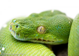 - Morelia viridis