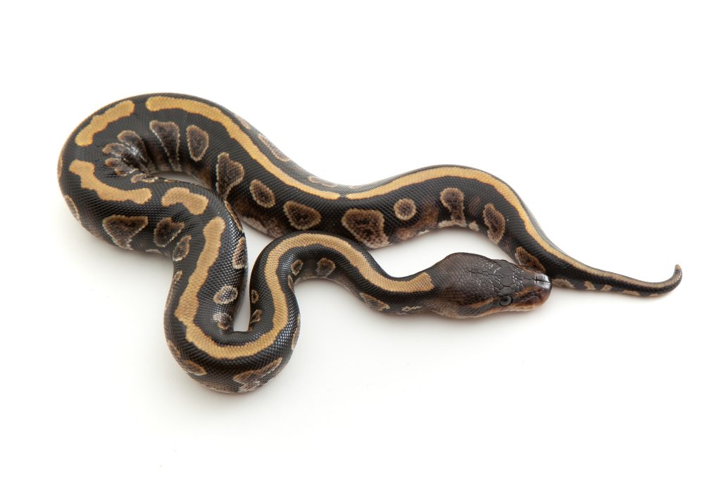 Cinder Ball Python