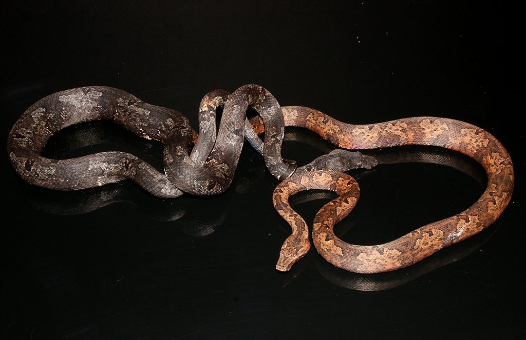 Indonesian Tree Boa - Candoia carinata