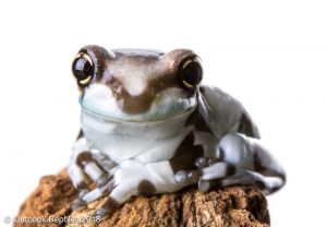 Milk Frog