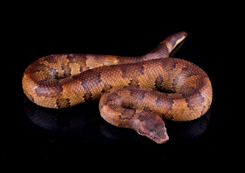 Orange Viper Boa - Candoia aspera