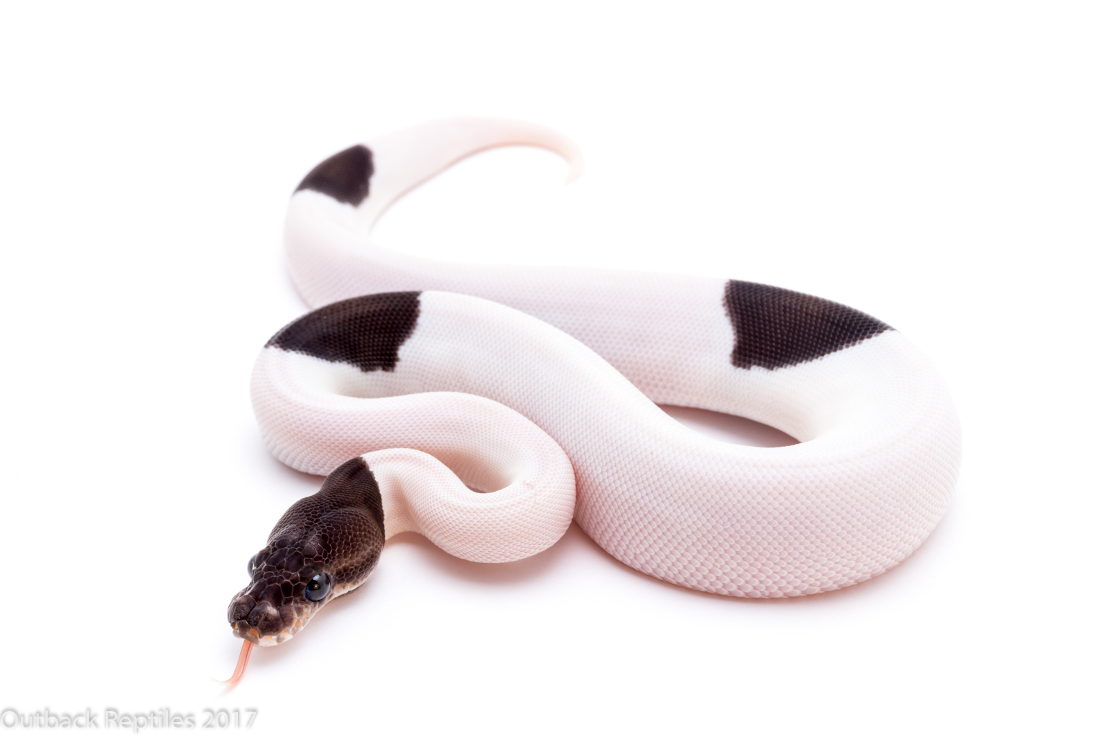 Panda Ball Python