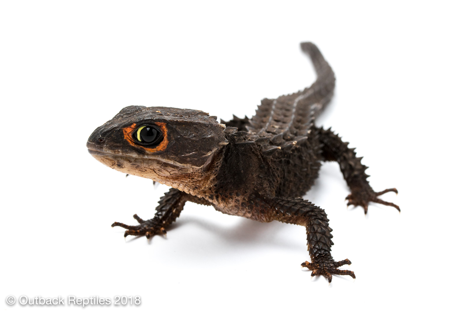 red eye crocodile skink. 