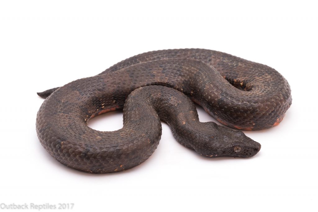 Viper Boa - Candoia aspera