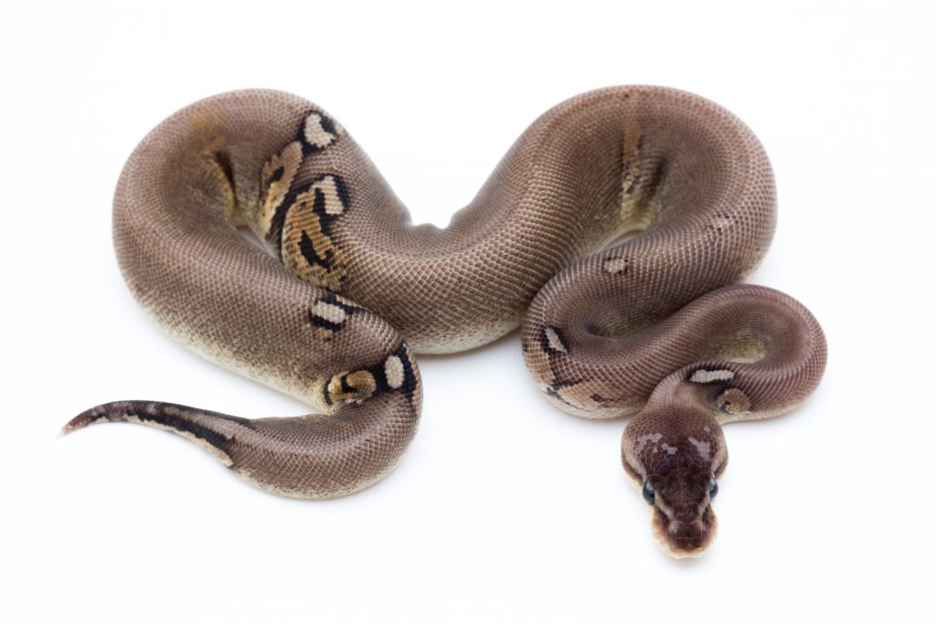 Paradox Cinnamon Silver Cinder Ball Python