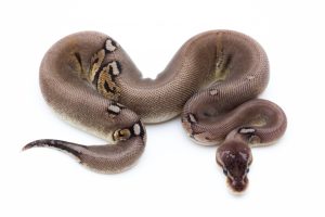 Cinny Silver Cinder Ball Python