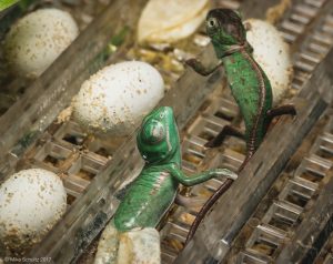 breeding veiled chameleon care