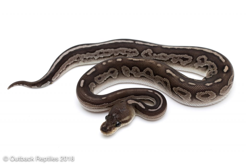 Cinnamon Whiplash Ball Python