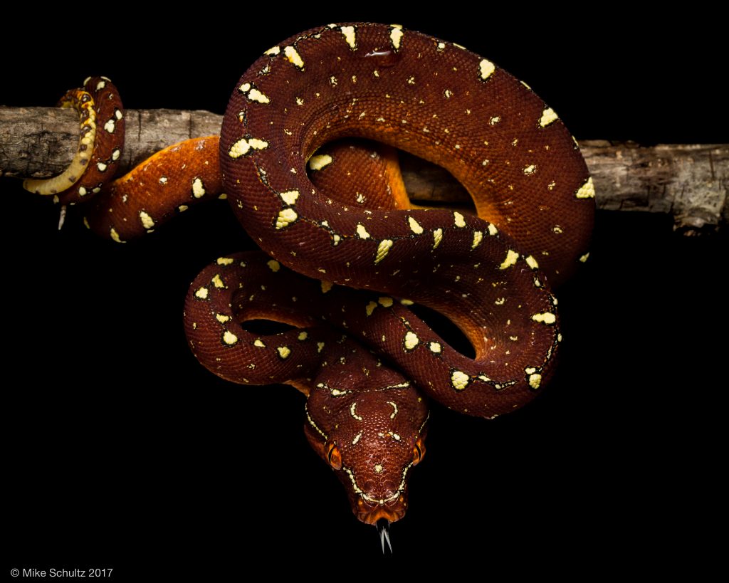 Red Cyclops Green Tree Python for sale - Morelia viridis