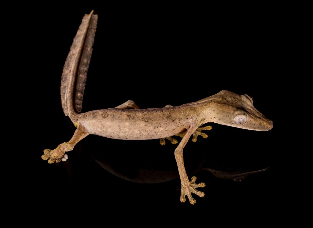 Lined Leaf Tailed Gecko - Uroplatus lineatus