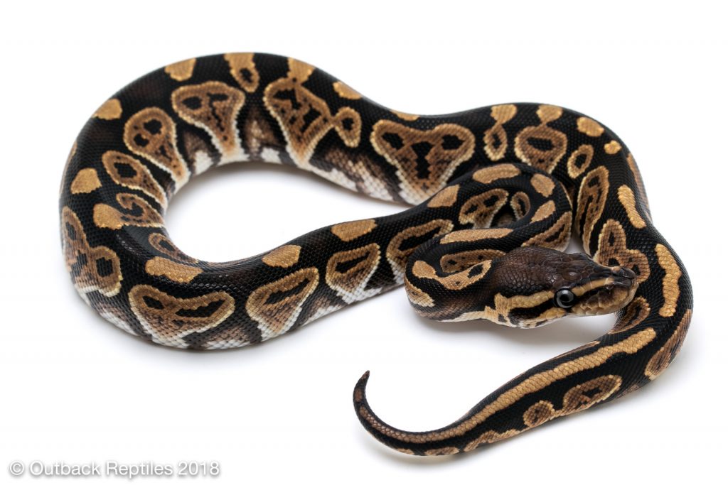 Jolt (Whiplash Ball Python Project)