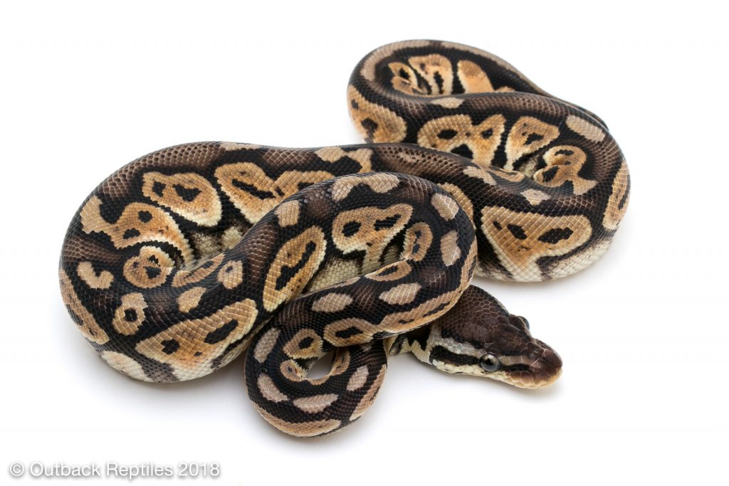 Jolt Pastel (Whiplash Ball Python Project)