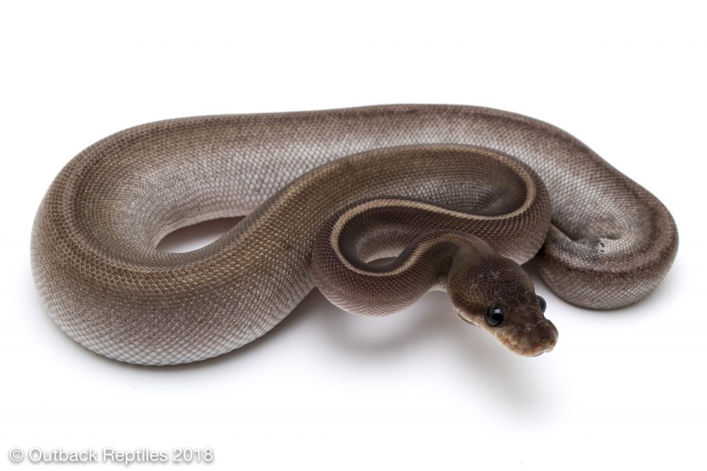 Mojave Whiplash Ball Python