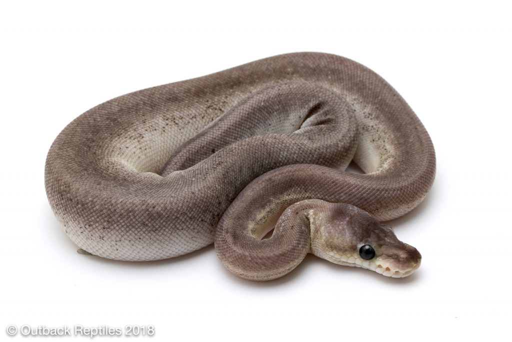 Pastel Whiplash Ball Python