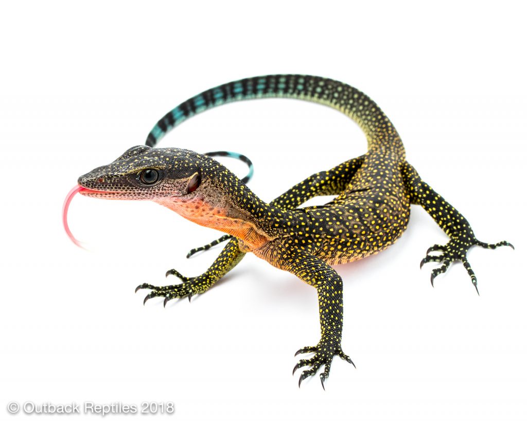 Peach Throat Monitor - Varanus jobiensis