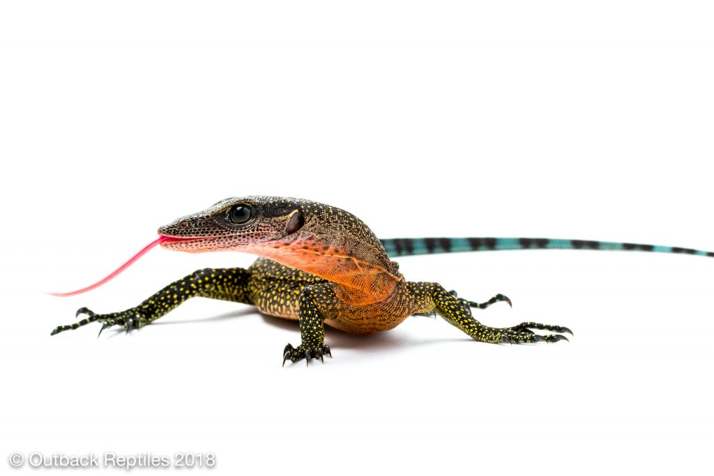 Peach Throat Monitor - Varanus jobiensis