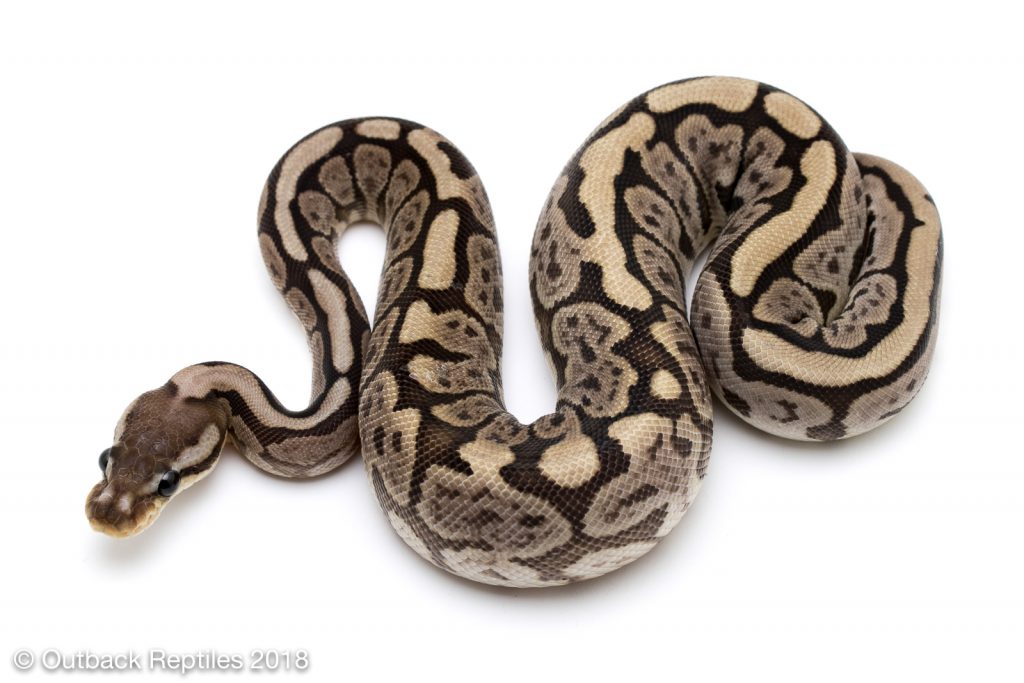 Spider Whiplash Ball Python