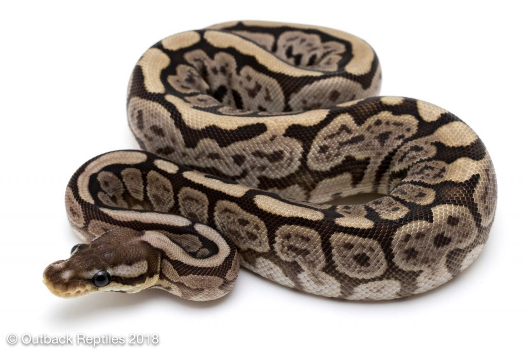 Spider Whiplash Ball Python