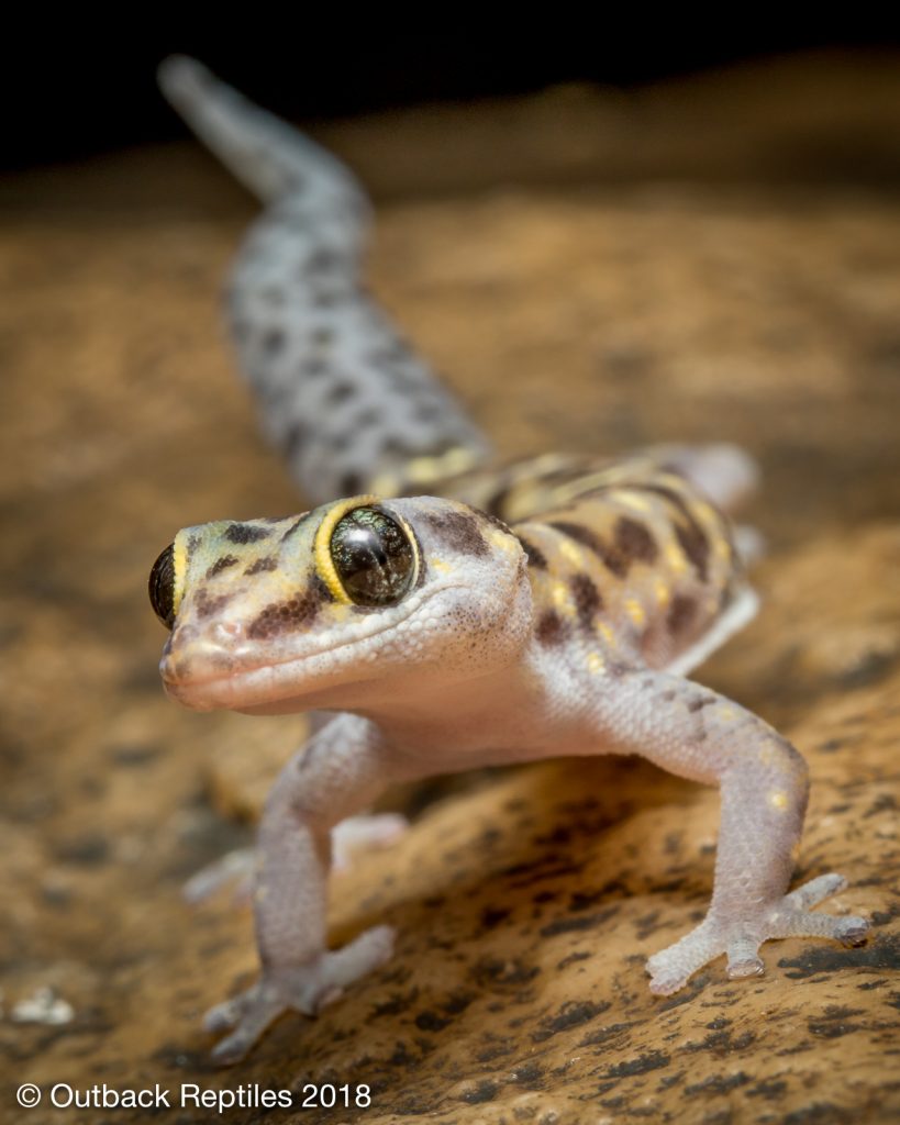 Tiger Gecko - Pachydactylus tigrinus