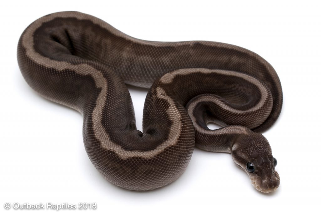 Aberrant Whiplash Ball Python