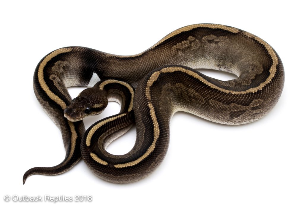 Ringer Whiplash Ball Python