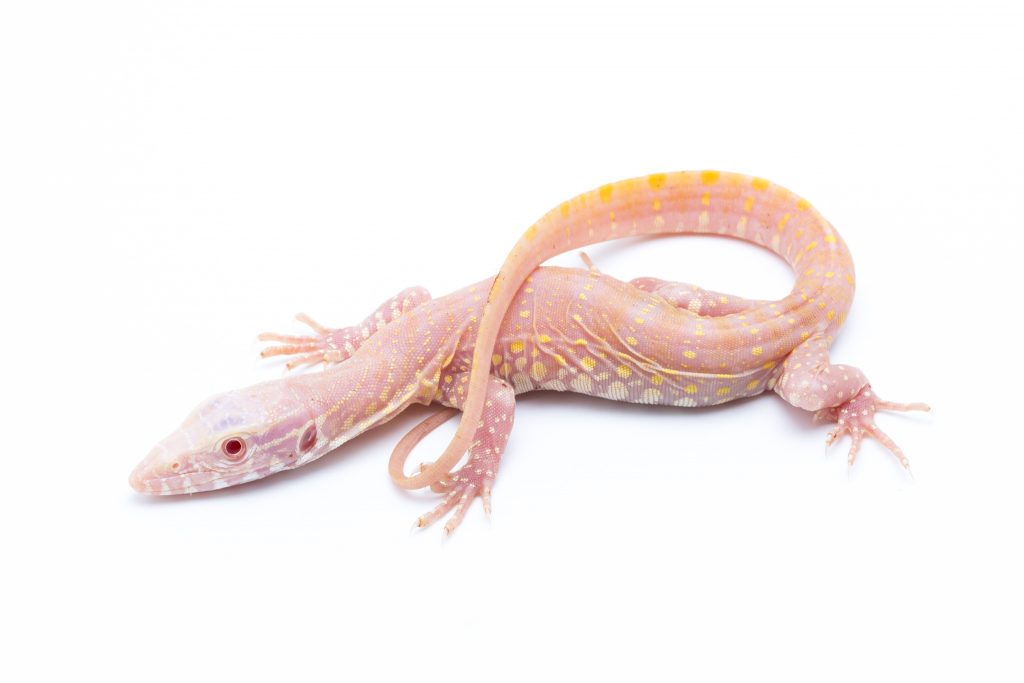 Albino Nile Monitor - Varanus niloticus albino