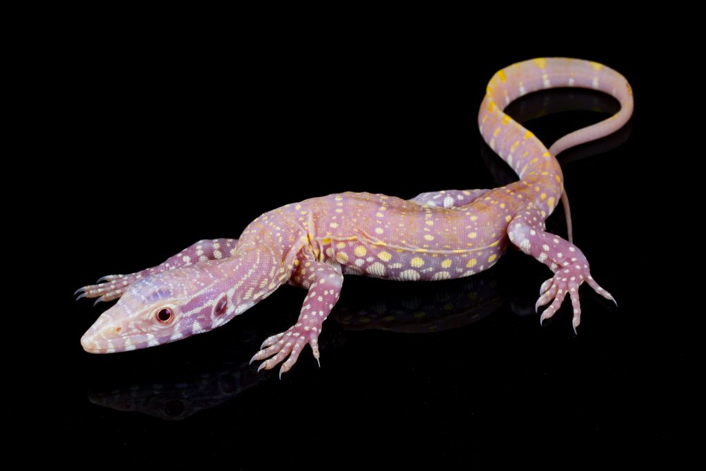 Albino Nile Monitor - Varanus niloticus albino