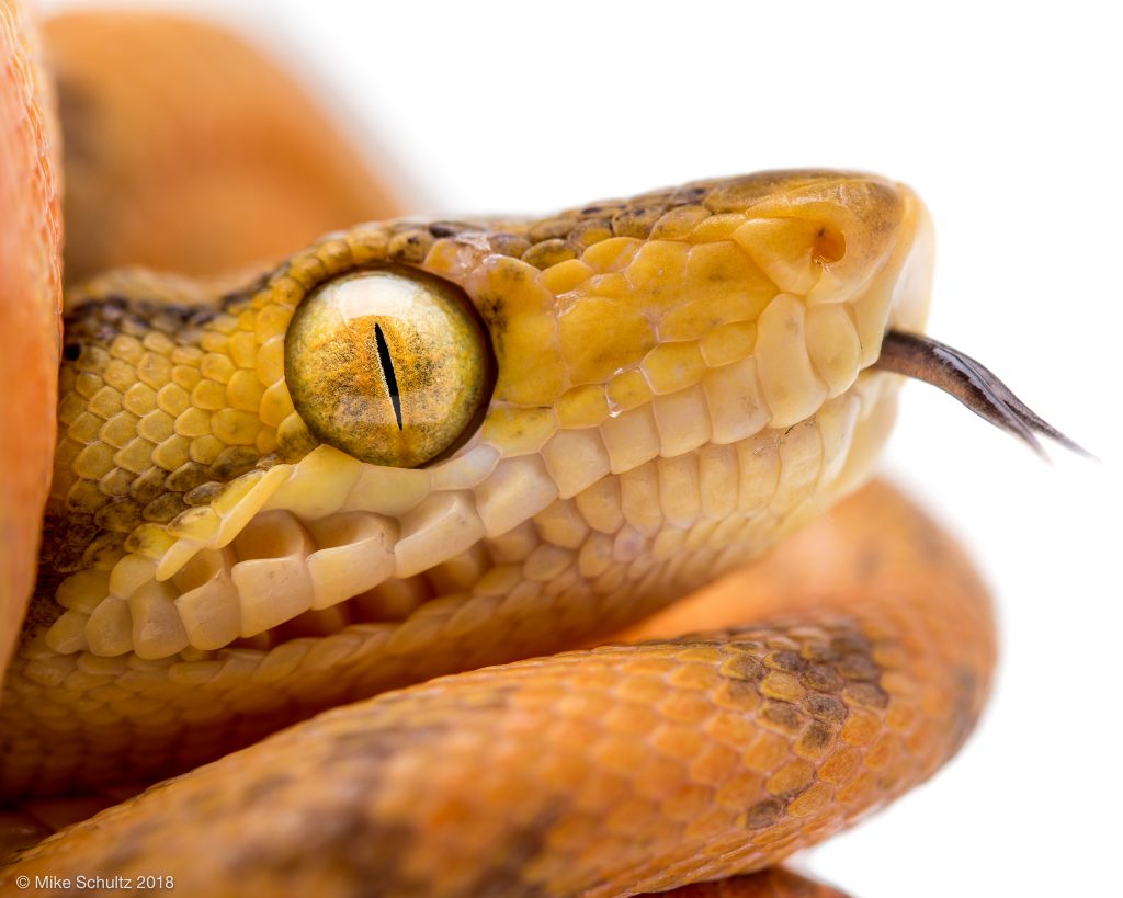 Orange Amazon Tree Boa