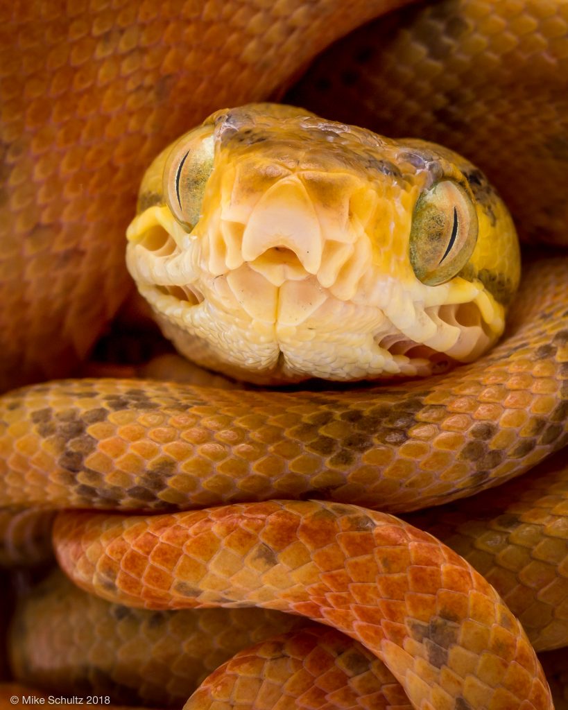 Orange Amazon Tree Boa