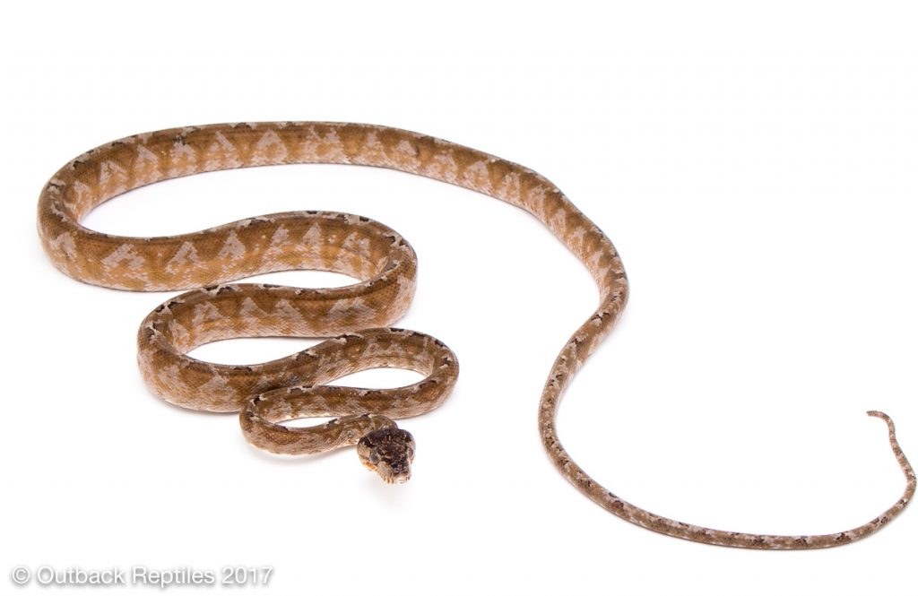 Amazon Tree Boa