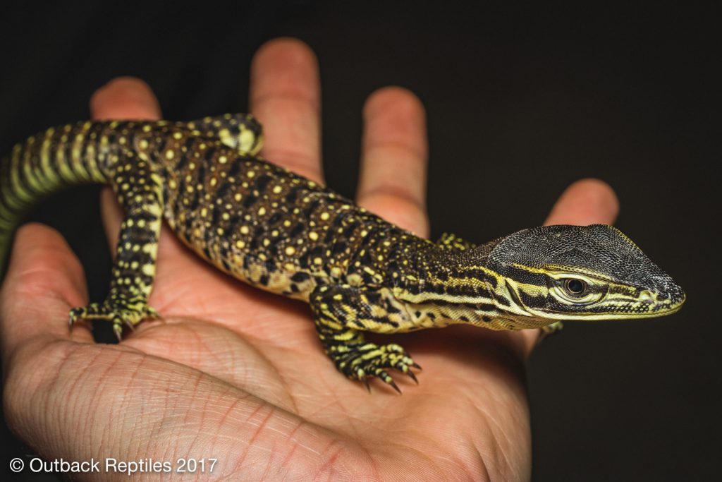 Argus Monitor - Varanus panoptes