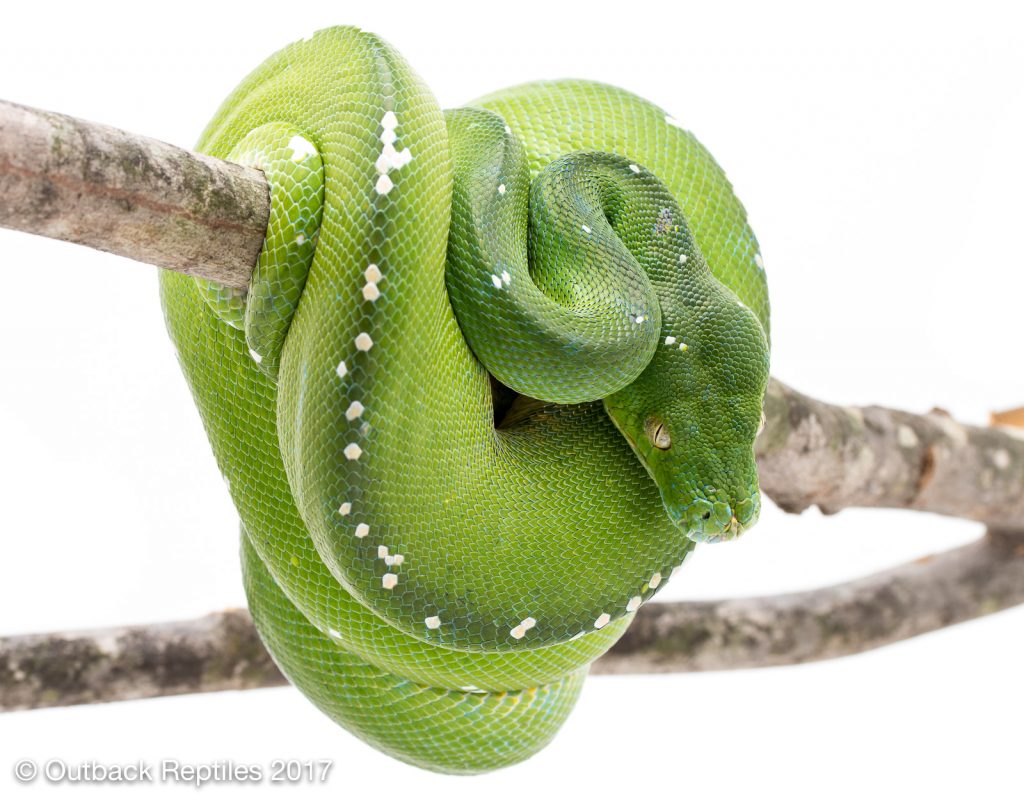 Aru Green Tree Python - Morelia viridis