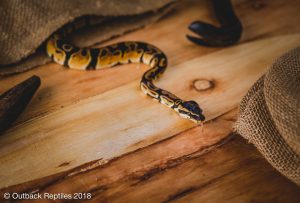 unopened baby bag reptiles for sale