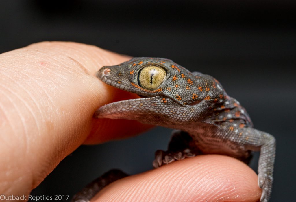 Baby Tokay Gecko bite