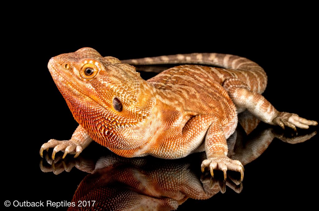 Bearded Dragon - Pogona vitticeps