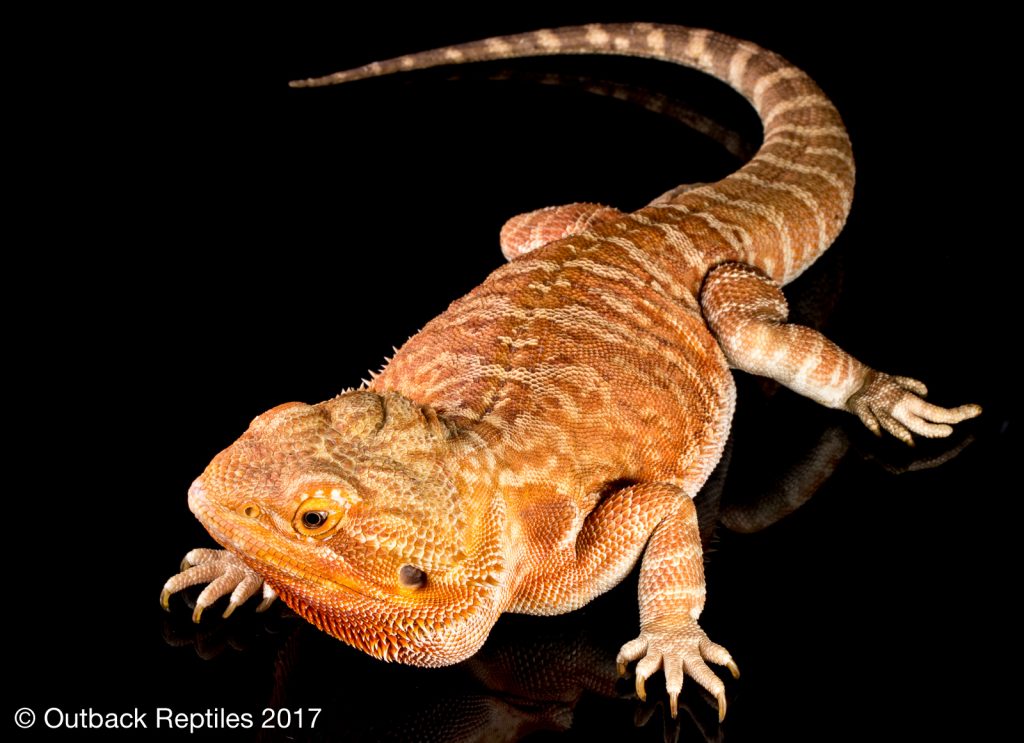 Bearded Dragon - Pogona vitticeps