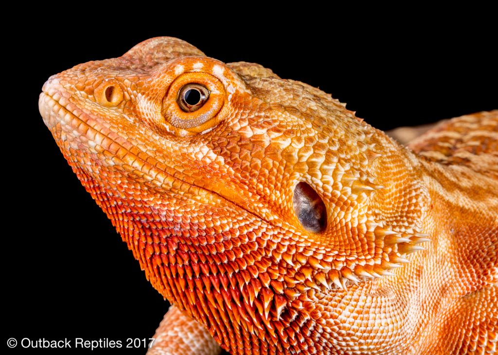 Bearded Dragon - Pogona vitticeps