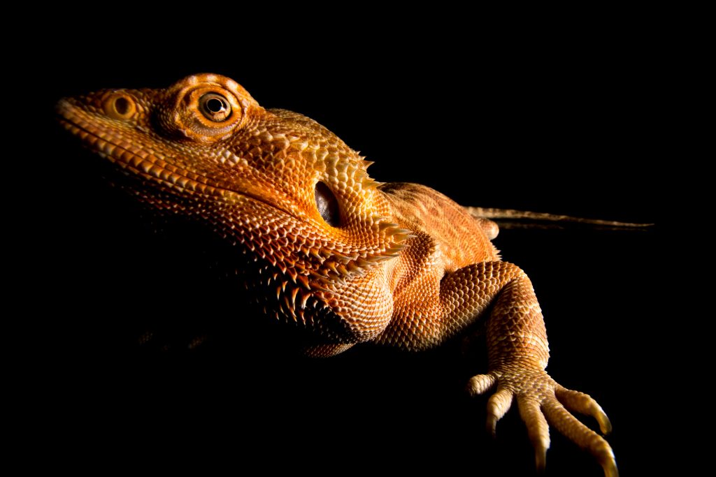 Bearded Dragon - Pogona vitticeps