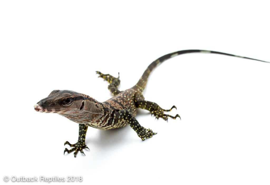 Black Rough Neck Monitor - Varanus rudicollis