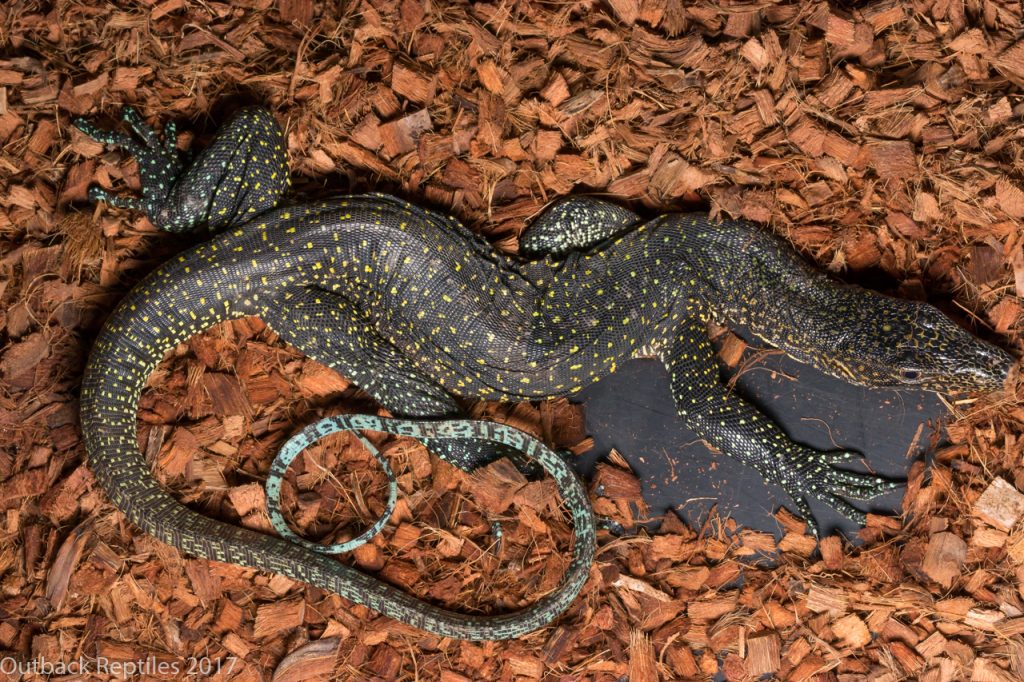 Blue tail monitor - Varanus doreanus