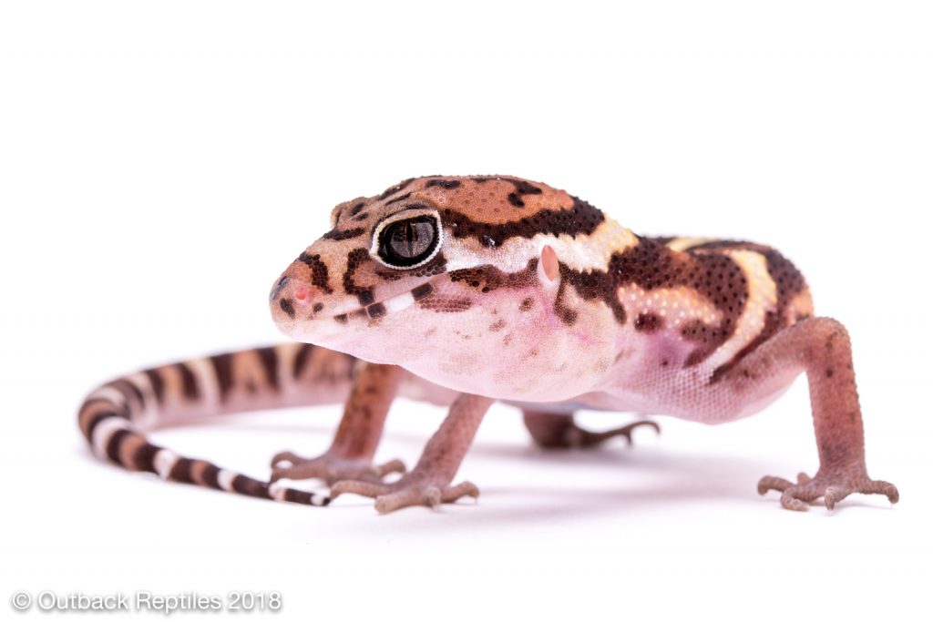Central American Banded Gecko  - Coleonyx mitratus