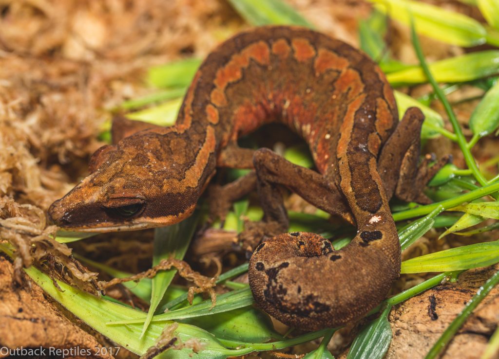 Cat Gecko - Aeluroscalabotes felinus