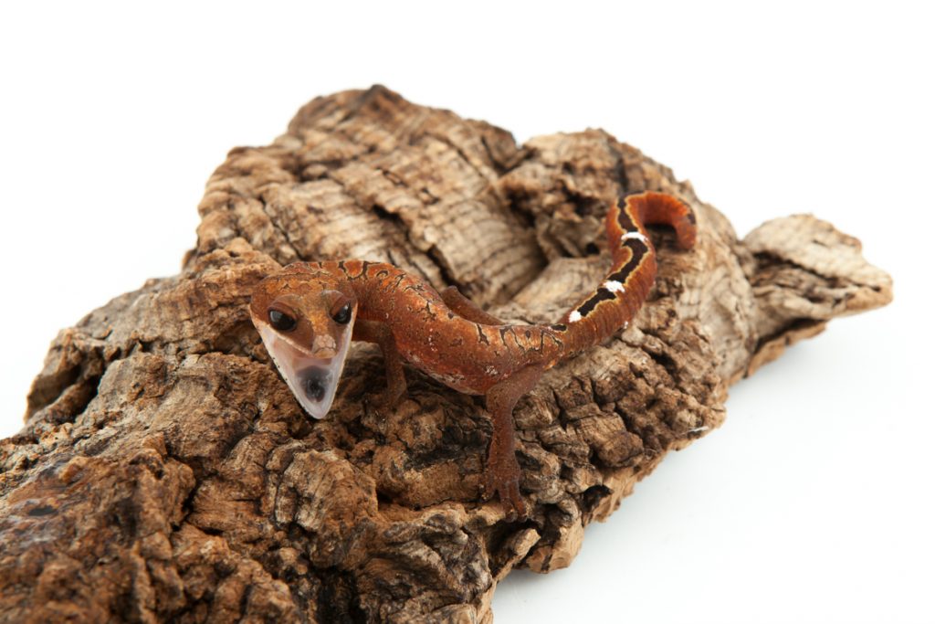 Cat Gecko - Aeluroscalabotes felinus