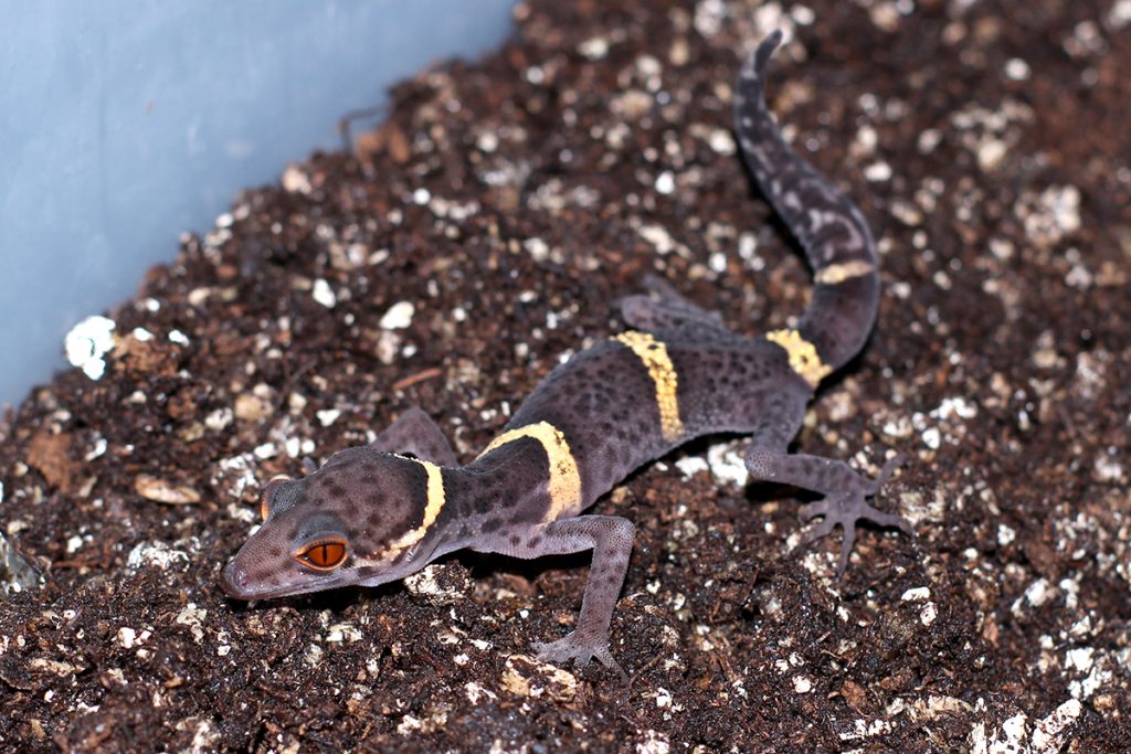 Chinese Cave Gecko - Goniurosaurus hainanensis