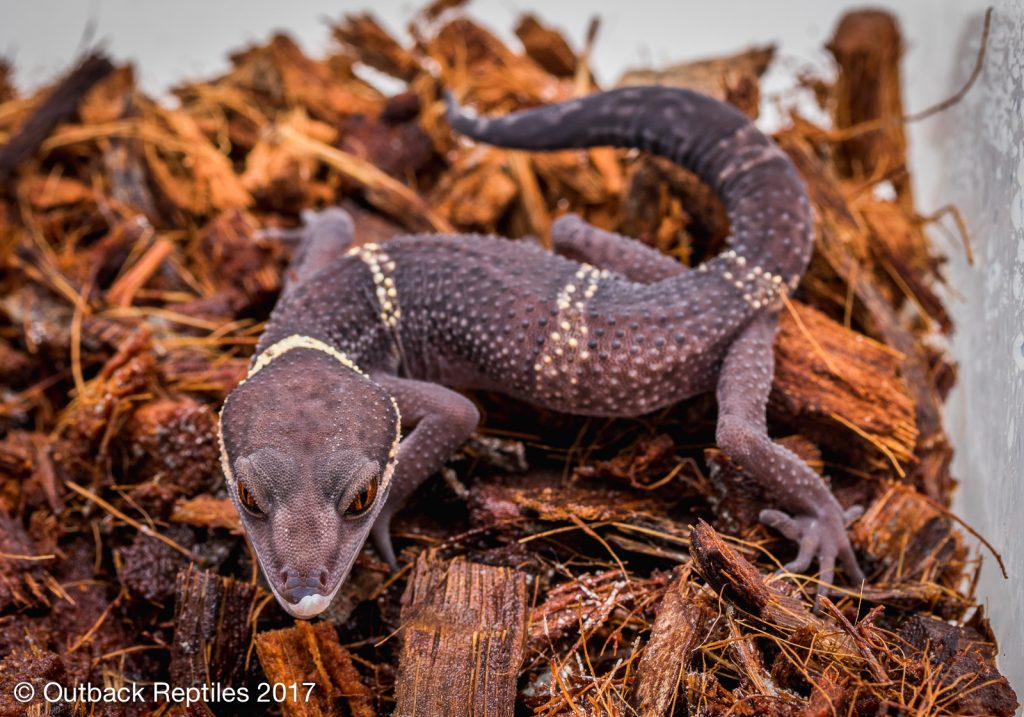 Chinese Cave Gecko - Goniurosaurus hainanensis