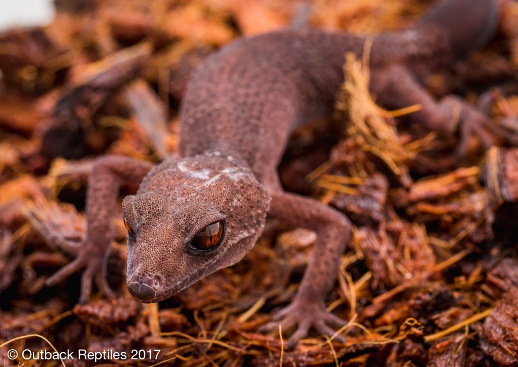 Chinese Cave Gecko - Goniurosaurus hainanensis