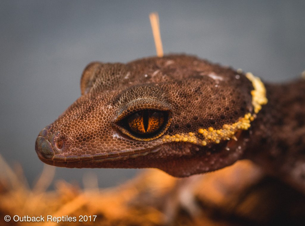 Chinese Cave Gecko - Goniurosaurus hainanensis